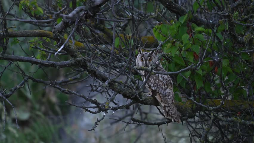 Long-eared owl (Asio otus) sitting on a tree branch, looking around and then flying away during evening time in its natural wildlife habitat. Slow motion.