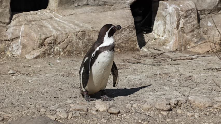 Humboldt penguin, Spheniscus humboldti or Peruvian penguin