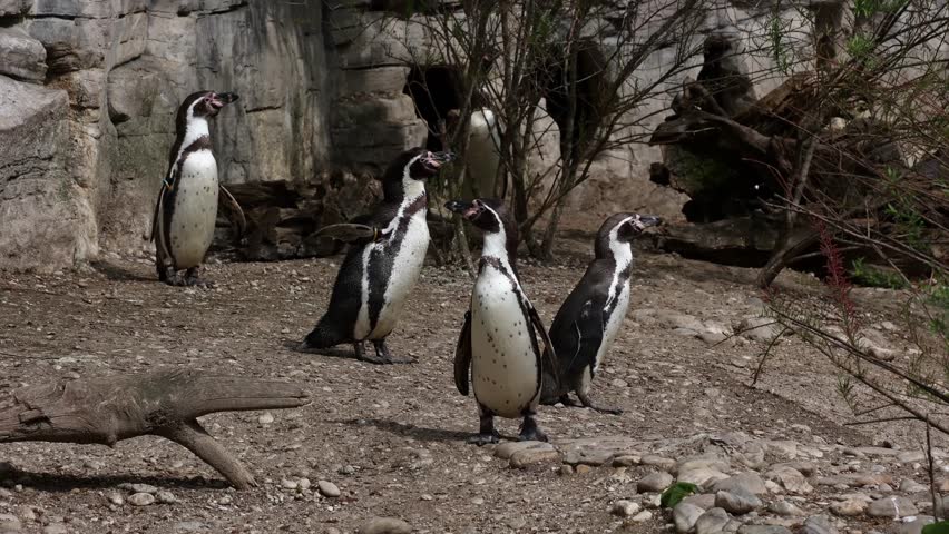 Humboldt penguin, Spheniscus humboldti or Peruvian penguin