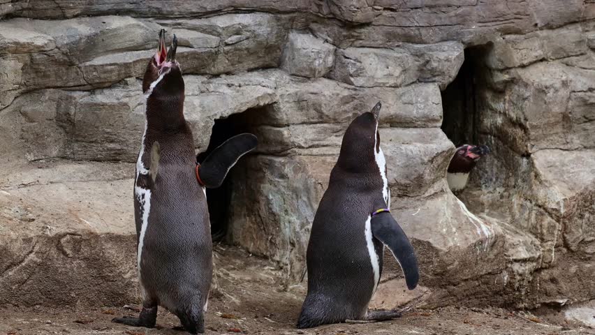 Humboldt penguin, Spheniscus humboldti or Peruvian penguin
