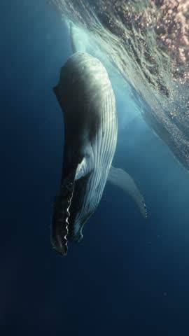 A female freediver watches a majestic humpback whale underwater near ʻEua Island, Tonga, as it glides gracefully, flapping fins and tail, creating a serene and magical encounter in deep blue ocean.