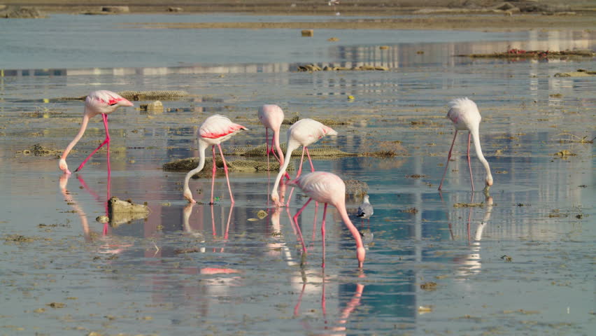 A group of flamingos wades through shallow waters, with the skyline of Manama visible in the background. The scene captures the beauty of wildlife against an urban backdrop.