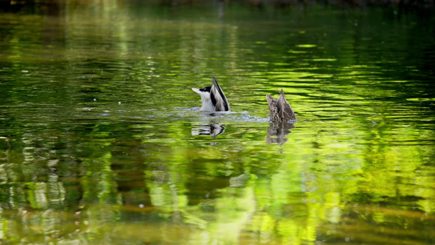 Wild ducks resting along feeding in calm river water, with autumn leaves, peaceful wildlife nature scene 