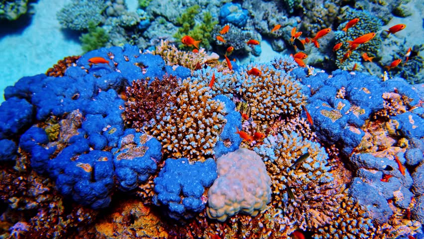 Underwater footage of vibrant acropora, staghorn, and table coral with blue sponge and sea goldies in the Red Sea near Sharm El Sheikh, Egypt. A calm, colorful reef ecosystem scene.