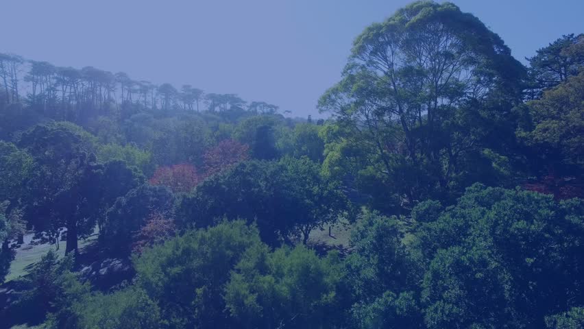 Sunlight showing faint stars while ring of 12 gold stars forming to build emblem over treetops. Aerial, canopy, forest, park, circle, glyphs, overlay