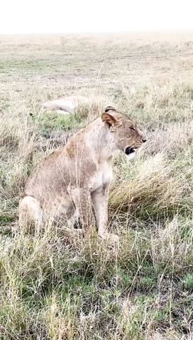 A majestic lioness, with her amber eyes and sun-kissed coat, embodies the spirit of the savanna, sitting gracefully amidst the golden grasses.