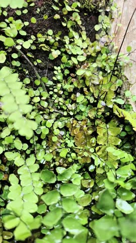 Lush green maidenhair fern leaves growing on a damp wall, wet with morning dew.