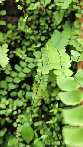 Close-up of delicate green maidenhair fern leaves (Adiantum) swaying