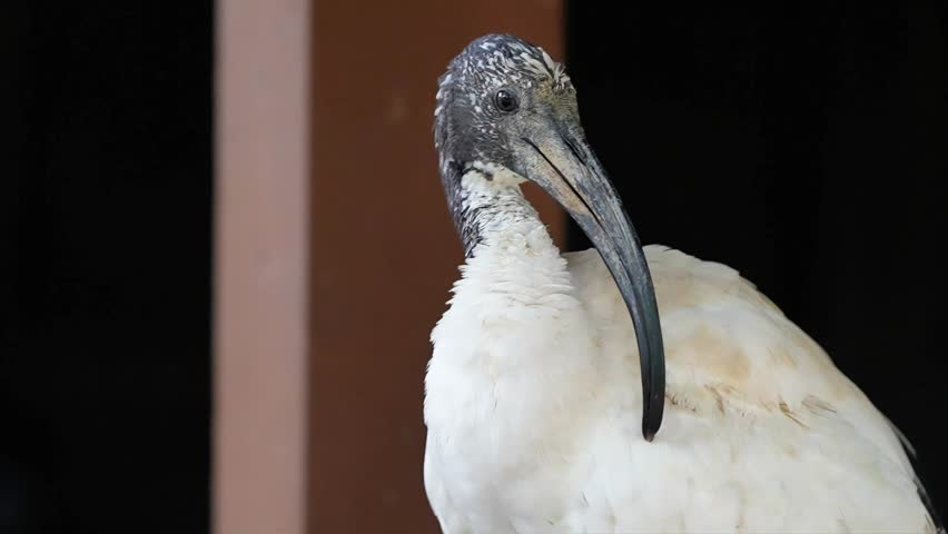 close up of ibis preening time in the afternoon