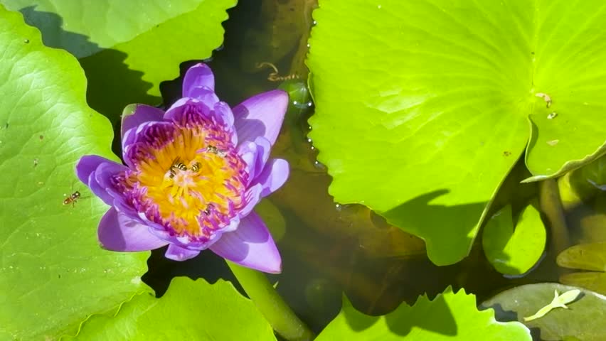 Close-up overhead shot of bees collecting pollen from a vibrant purple water lily flower