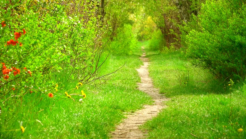 Green forest with morning mist and sunlight filtering through trees