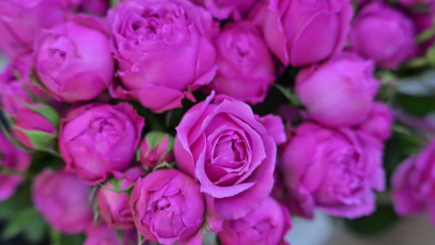 Pink roses bouquet, closeup, video footage. Floral background.