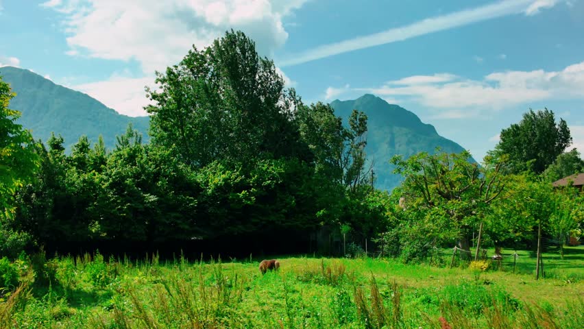 Panoramic view of green field and tall trees with majestic mountains in background under blue sky