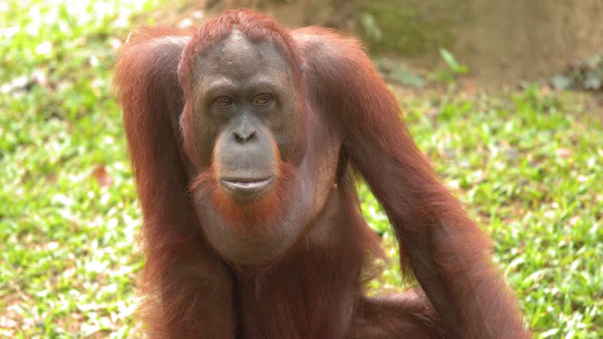 A medium shot of an orangutan sitting on grass, looking around in bright natural light