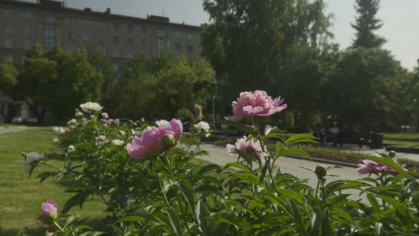 Green novosibirsk city center, Russia. Manual filming
