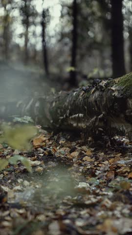 Person jumping over fallen tree trunk in autumn forest