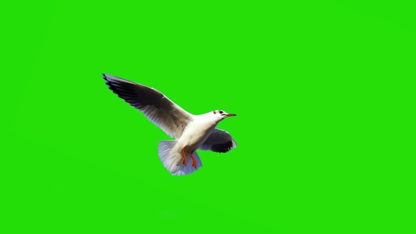 flying seagull on green screen slow motion