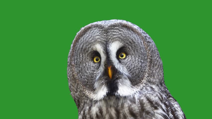 Great Grey Owl (Strix nebulosa) on a green screen