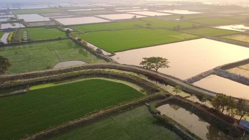 Golden Sunset Over Rural Rice Fields
A cinematic drone video capturing vast green rice fields, village ponds, and traditional irrigation channels glowing under the golden light of sunset. The warm sun slowly dips beyond the horizon, painting the farmland in rich amber tones and revealing the timeless beauty of rural life.