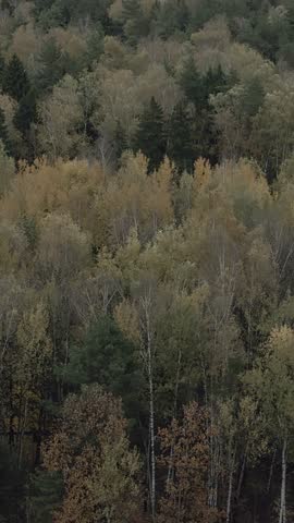 Aerial view of autumn forest canopy