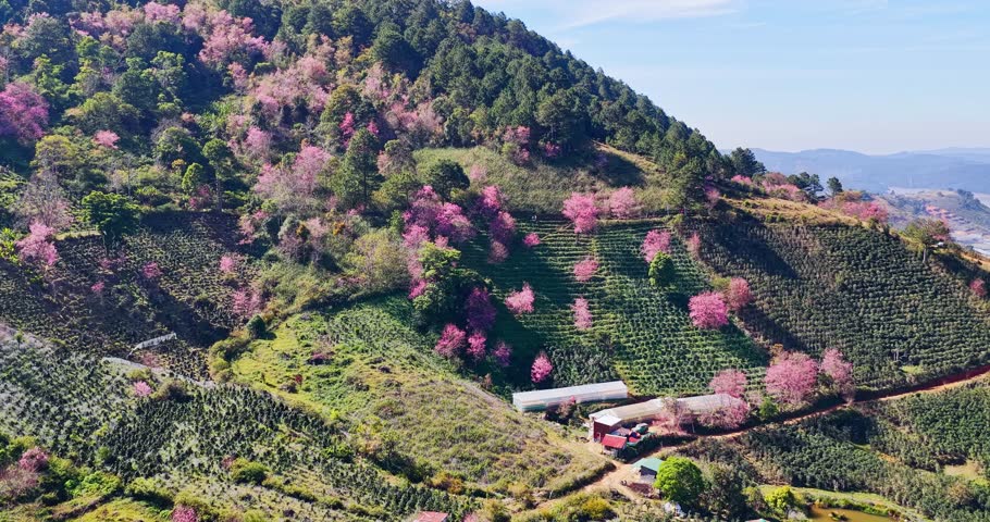 Forest full of wild sakura is blooming in springtime 2026 in the highlands of Da Lat, Vietnam. The change in the color of the primeval forest heralds the peaceful arrival of spring