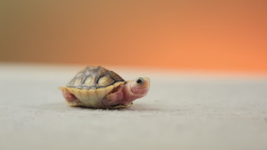 Adorable Baby Turtle Crawling on Soft Surface