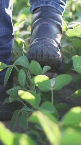 Farmer walking in a soybean field and examining crop.