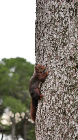 A squirrel is climbing up a tree trunk. The tree is surrounded by other trees, and the sky is cloudy