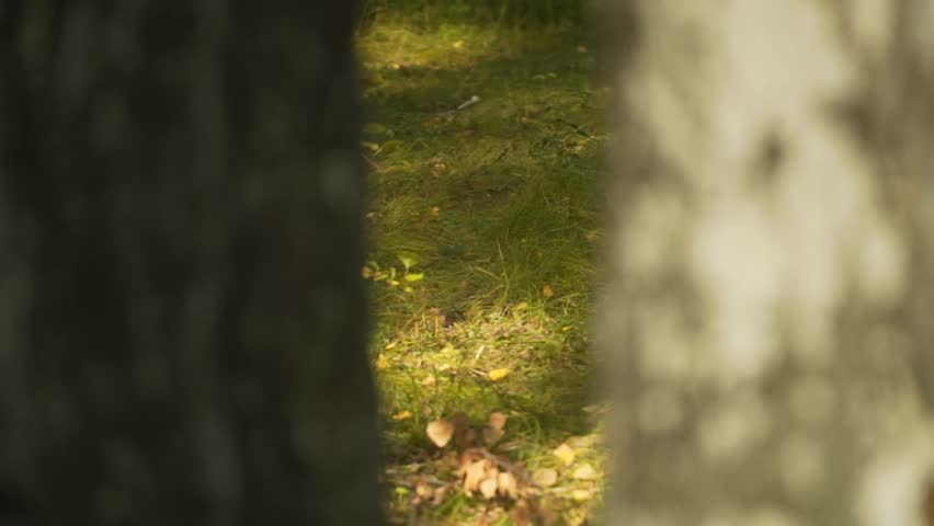 A lovely mushroom with a red cap between the trees. Red fly agaric, Mushrooms, Poisonous mushrooms. A young fly agaric grows in bright green grass.