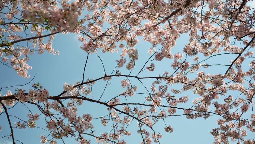 Close-up of pink cherry blossom branches against a clear blue sky in Japan. Beautiful spring nature with blooming sakura flowers, perfect for travel, background, and seasonal content.