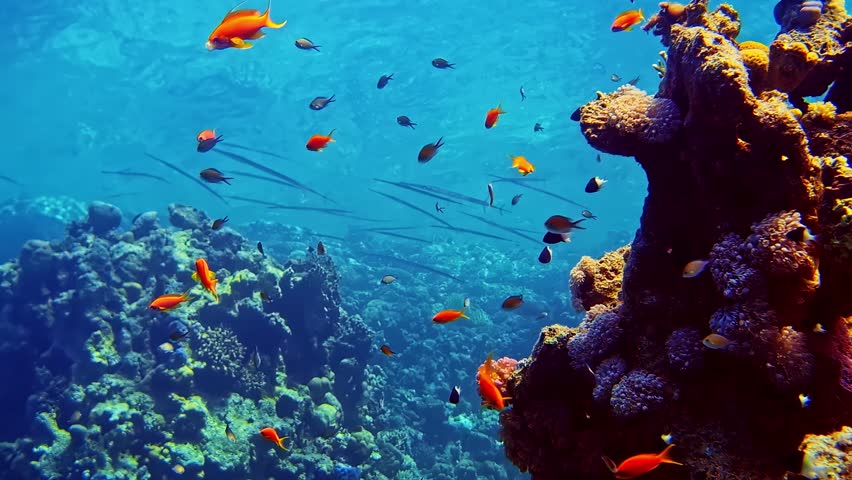 Underwater scene of a colorful coral reef wall with soft coral and porites coral, surrounded by tropical fish in the Red Sea near Sharm El Sheikh, Egypt. Ideal as scuba diving and ocean background.