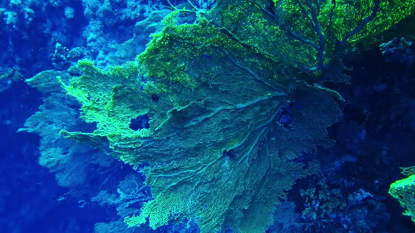 Underwater footage of a giant yellow gorgonian sea fan (Annella mollis) gently waving on a coral reef in the Red Sea near Sharm El Sheikh. Vibrant reef scene with soft coral and reef invertebrates.