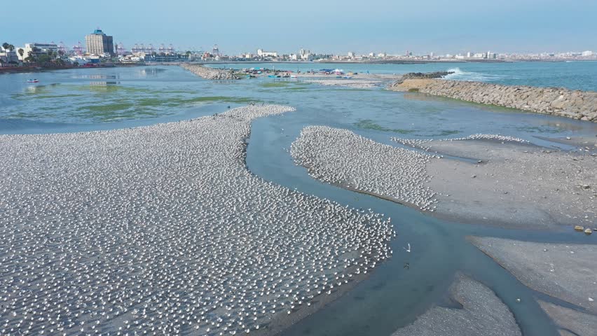 Thousands of birds flying away together from the ocean shore in callao, peru