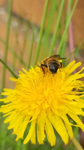Bee Pollinating yellow flower in spring