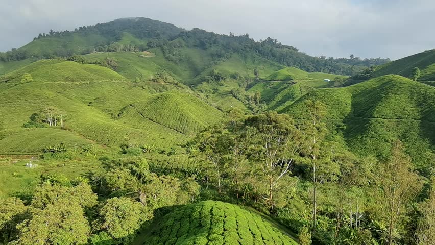 Januari 2026,View footage of Tea Plantation in cameron highlands malaysia  