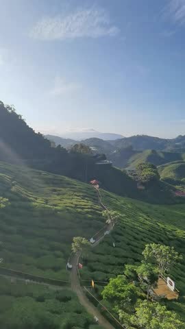 Januari 2026,View footage of Tea Plantation in cameron highlands malaysia  
