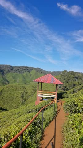 january 2026,cameron highlands,malaysia tea plantation