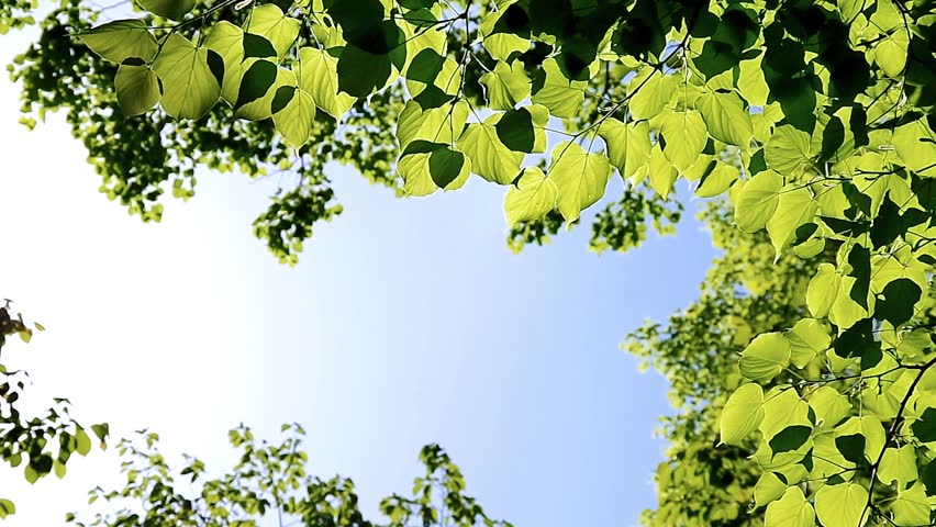 Japanese Lime and blue sky