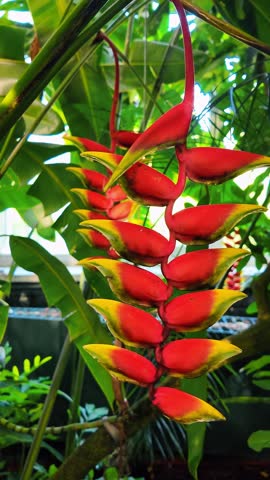 Close up of Heliconia rostrata hanging lobster claw flower. Close-up shot of red and yellow Heliconia rostrata flowers in a tropical greenhouse environment.