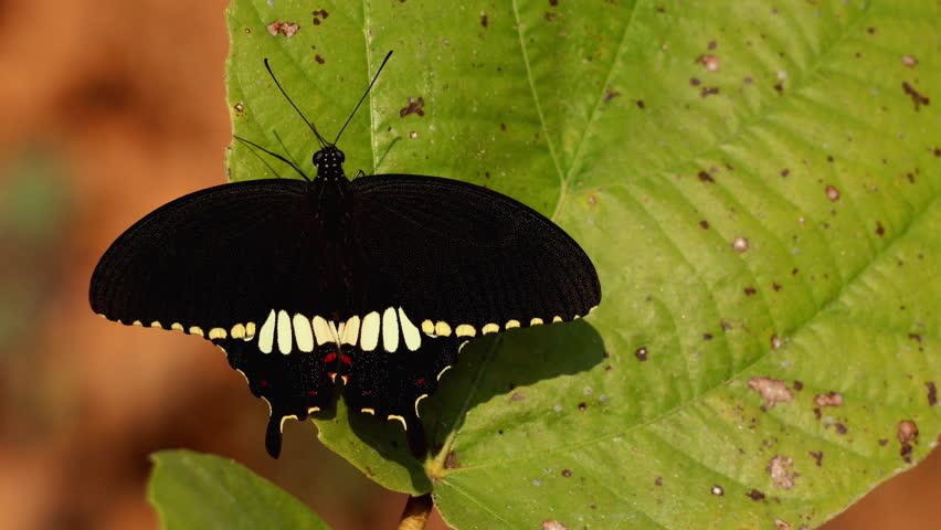 Close-up wildlife video captures a freshly emerged common mormon butterfly observed unexpectedly during the winter month of January in the Himalayan region of Himachal Pradesh, India.
