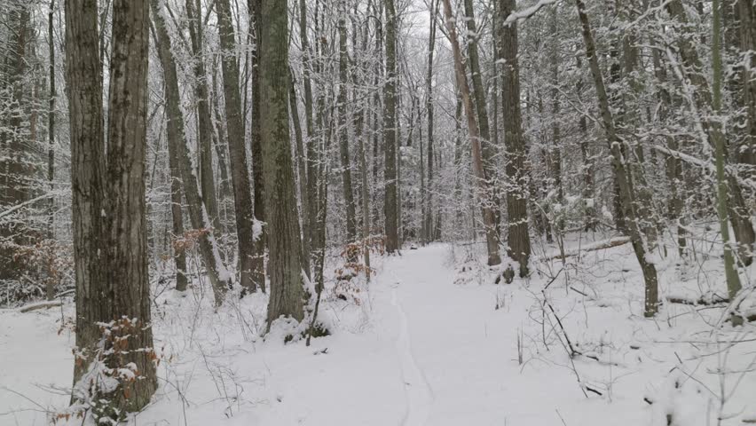 Walking slowly up a hill on a snowy trail in Stratham Hill Park in Stratham, NH, USA. There is a tire track from a fat tire bike leading up the trail.