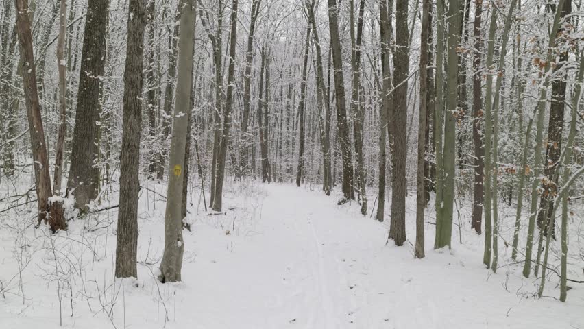 A static shot of a snow-covered trail with snow falling in the background in Stratham Hill Park in Stratham, NH USA. There is a yellow blaze on the tree to the right and the trail leads away in center
