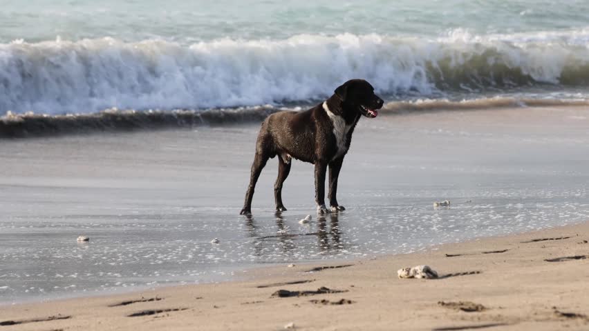 black dog on the beach in the evening, summer day on the sandy shore
