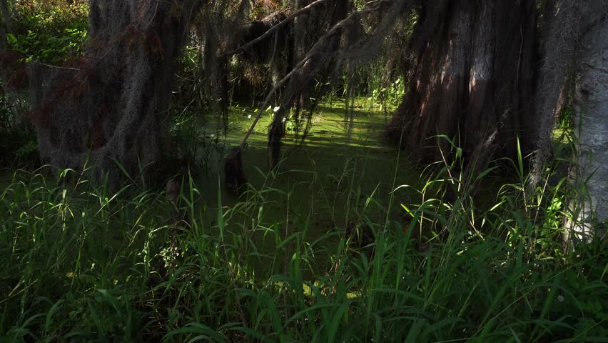 Huge trees with extraordinary foliage rise above a water surface covered in a green layer, with many twigs scattered across the foreground.