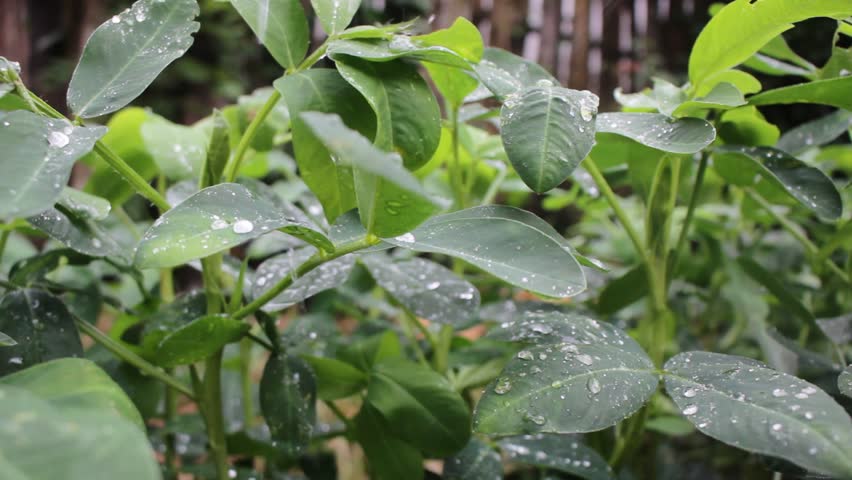 Green leaves with raindrops after rain. Fresh natural foliage with water droplets, perfect for eco, freshness, growth, and natural background concepts