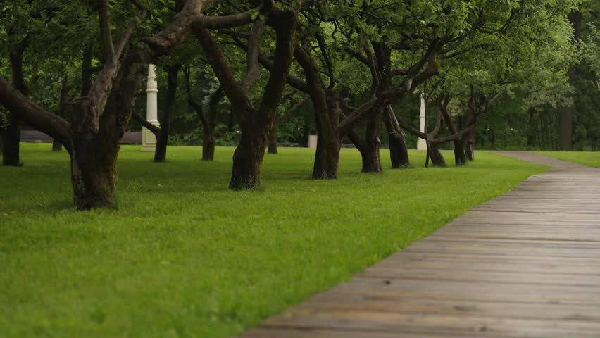 alley of apple trees, walk along a scenic path made of decking in a park with apple trees	