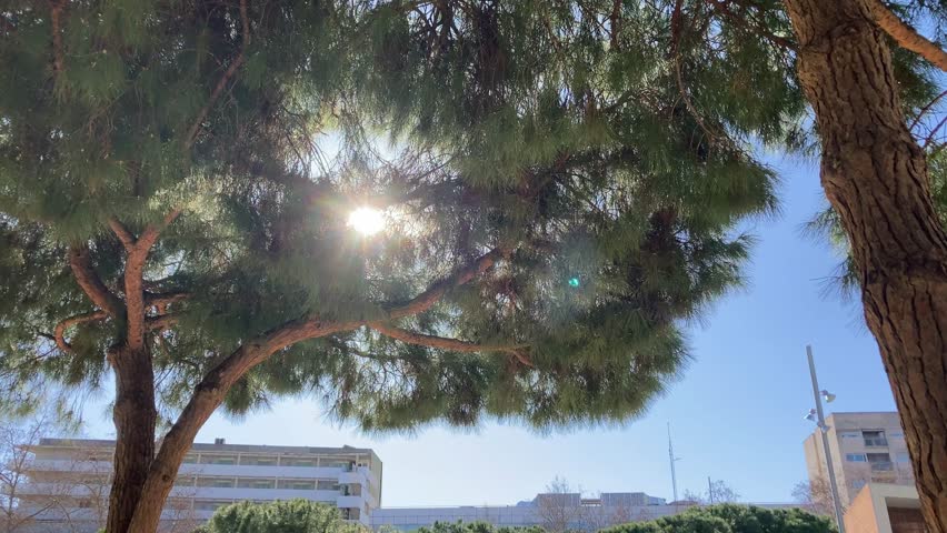 Pine tree swaying in the wind. The sun is behind it and it is a clear day with a blue sky.