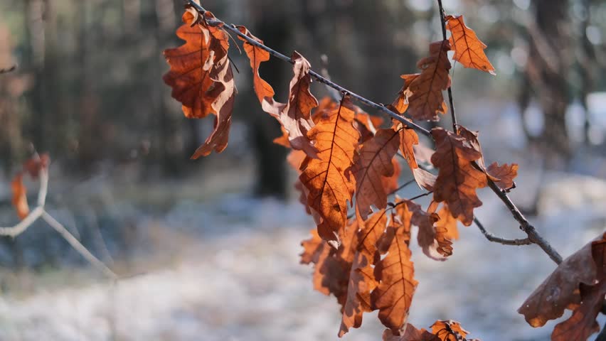 Withered dry leaves caught on a metal fence in winter. Golden sunlight illuminates brown crumpled foliage against snowy ground and cold blue shadows. Serene frosty macro scene.