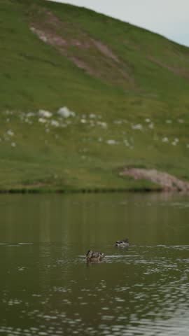 Several ducks swimming slowly across a calm pond, gentle ripples on the water, surrounded by green grassy hills and rocky slopes, soft daylight, peaceful and untouched natural landscape.