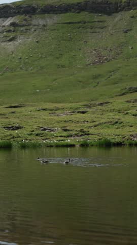 Several ducks swimming slowly across a calm pond, gentle ripples on the water, surrounded by green grassy hills and rocky slopes, soft daylight, peaceful and untouched natural landscape.